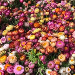 Meet your Posher, Isabel